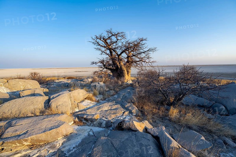 African baobab (Adansonia digitata), babobab with view over the salt pan in the evening light, Kubu Island (Lekubu), Sowa Pan, Makgadikgadi salt pans, Botswana