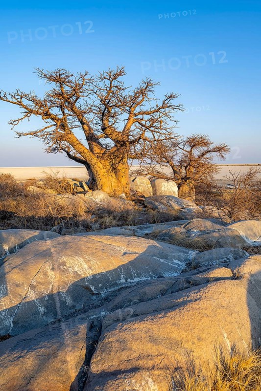 African baobab (Adansonia digitata), babobab with view over the salt pan in the evening light, Kubu Island (Lekubu), Sowa Pan, Makgadikgadi salt pans, Botswana