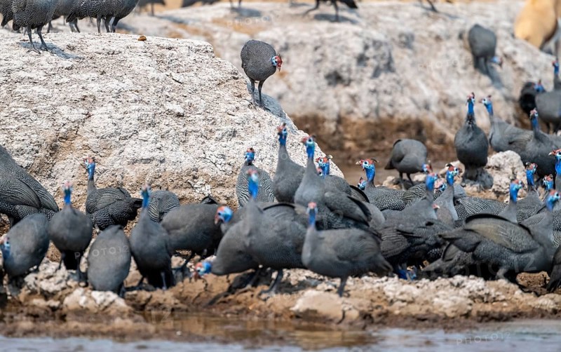 Helmeted guinea fowl (Numida meleagris), flock at the waterhole, Nxai Pan National Park, Botswana