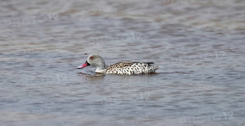 Pallid duck (Anas capensis), swimming in a waterhole, Nxai Pan National Park, Botswana