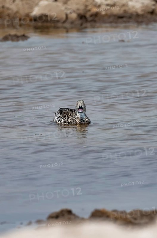 Pallid duck (Anas capensis), swimming in a waterhole, Nxai Pan National Park, Botswana