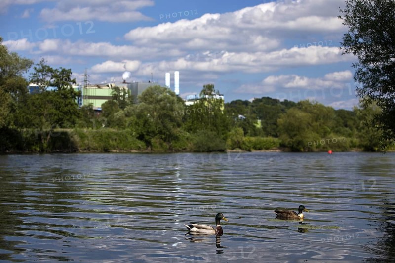 Pair of mallards on the Ruhr, in the background the German stainless steel works, Witten, Ruhr area, North Rhine-Westphalia, Germany