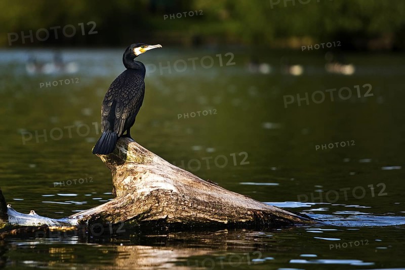 A cormorant (Phalacrocoracidae) sits on a tree stump in the Ruhr and looks out, Witten, Ruhr area, Germany
