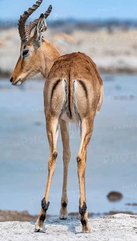 Impala (Aepyceros melampus) at a waterhole, black heeler antelope, male from behind, Nxai Pan National Park, Botswana