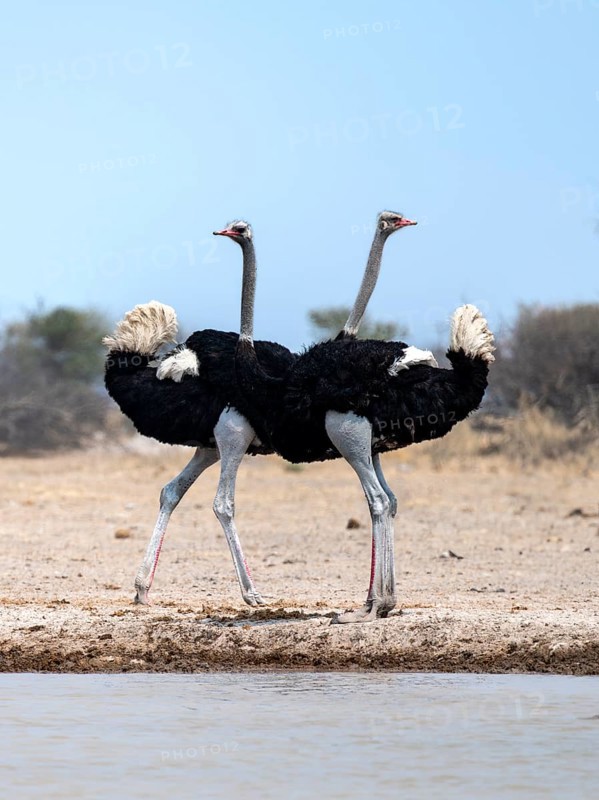 Common ostrich (Struthio camelus), two adult males at a waterhole, threatening, imposing behaviour, Nxai Pan National Park, Botswana