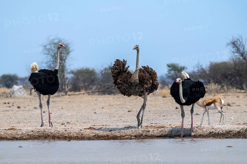 Common ostrich (Struthio camelus), two adult males and one female drinking at a waterhole, Nxai Pan National Park, Botswana