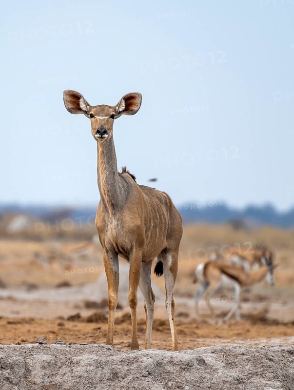 Greater kudu (Tragelaphus strepsiceros), adult female, alert, Nxai Pan National Park, Botswana