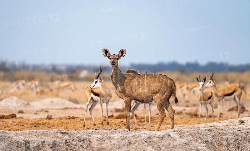 Greater kudu (Tragelaphus strepsiceros), adult female, alert, Nxai Pan National Park, Botswana