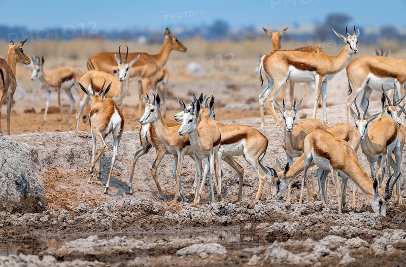 Herd of springboks (Antidorcas marsupialis) drinking at a waterhole, Nxai Pan National Park, Botswana