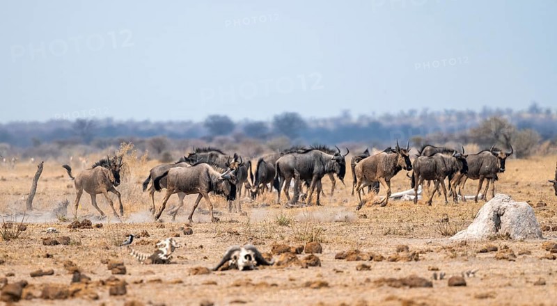 Blue wildebeest (Connochaetes taurinus), herd in dry savannah, Nxai Pan National Park, Botswana