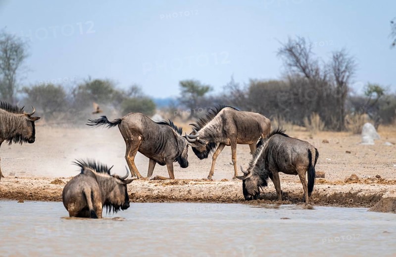 Blue wildebeest (Connochaetes taurinus), two males fighting at a waterhole, Nxai Pan National Park, Botswana