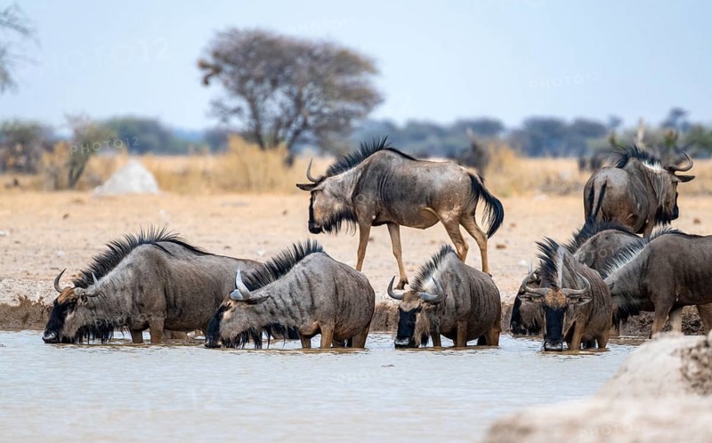 Blue wildebeest (Connochaetes taurinus), group drinking at a waterhole, Nxai Pan National Park, Botswana