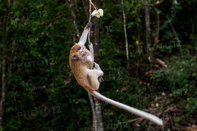 Monkey on the beach, macaques, Ao Nang Beach, Ao Nang, Krabi, Thailand