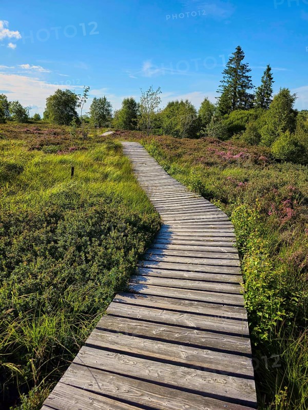 A winding wooden path meanders through a green heath landscape in the sunshine, summer, High Fens, Eifel National Park, Mützenich, Waimes, Liège, Belgium