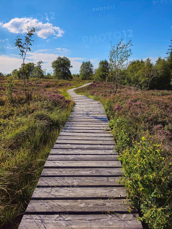 A wooden path leads through a wide, heathy landscape under a bright blue sky, summer, High Fens, Eifel National Park, Mützenich, Waimes, Liège, Belgium