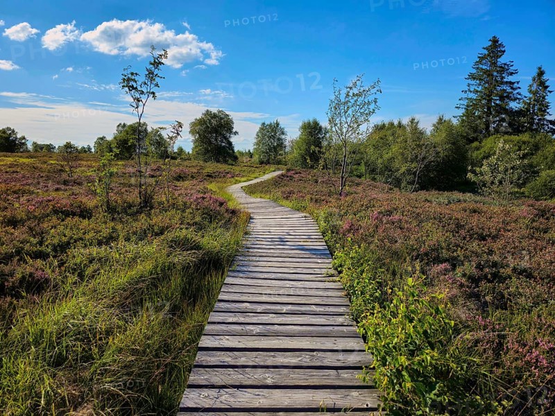 A wooden path leads through blooming heathland and trees, captured under a clear sky, summer, High Fens, Eifel National Park, Mützenich, Waimes, Liège, Belgium
