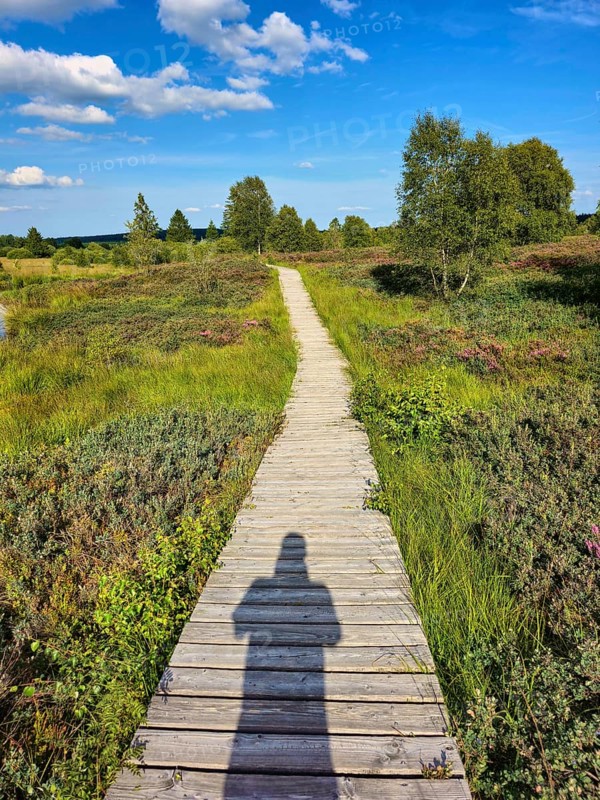 A wooden path accompanied by a shadow leads through green meadows on a sunny day, summer, High Fens, Eifel National Park, Mützenich, Waimes, Liège, Belgium