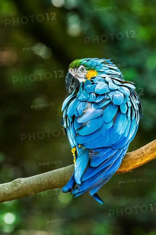Blue-and-yellow macaw, Ara ararauna, bird in flight