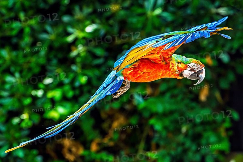 Blue-and-yellow macaw, Ara ararauna, bird in flight