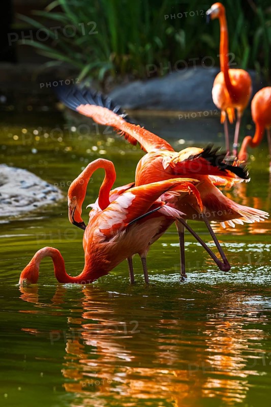 American flamingo, Phoenicopterus ruber, pair of birds during copulation
