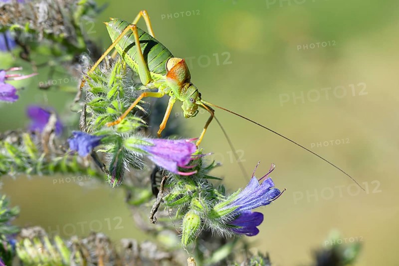 Steppe saddle grasshopper, steppe saddle grasshopper (Ephippiger ephippiger), male, on Viper's bugloss (Echium vulgare), with bokeh in the background, leafhoppers, long-fingered grasshoppers, Red List of Germany, specially protected species, critically endangered, Cochem, Moselle, Rhineland-Palatinate, Germany