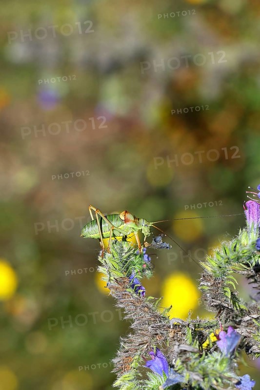 Steppe saddle grasshopper, steppe saddle grasshopper (Ephippiger ephippiger), male, on Viper's bugloss (Echium vulgare), with bokeh in the background, leafhoppers, long-fingered grasshoppers, Red List of Germany, specially protected species, critically endangered, Cochem, Moselle, Rhineland-Palatinate, Germany