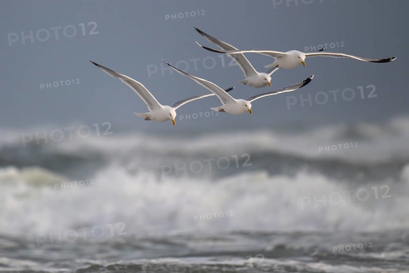 Herring gulls (Larus argentatus) in flight over the surf looking for starfish, Hvide Sande, North Sea, Denmark