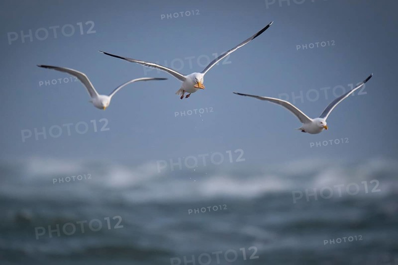 Herring Gull (Larus argentatus) with captured starfish in its beak, Hvide Sande, North Sea, Denmark