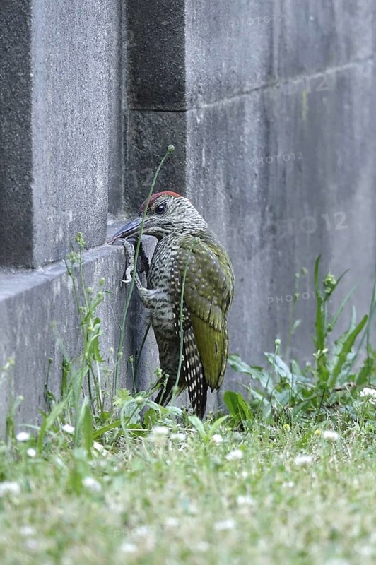 Green woodpecker (Picus viridis), June, Germany