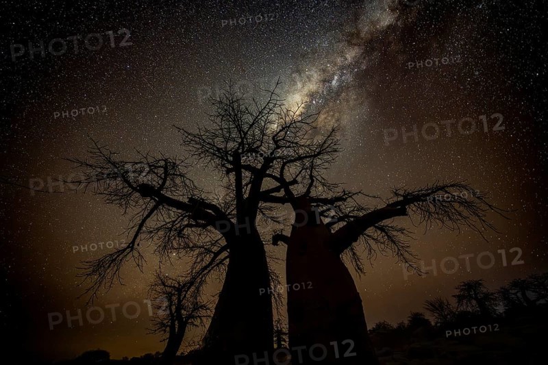 Silhouette of a baobab tree with starry sky and Milky Way, African baobab (Adansonia digitata), night shot, Kubu Island (Lekubu), Sowa Pan, Makgadikgadi Salt Pans, Botswana