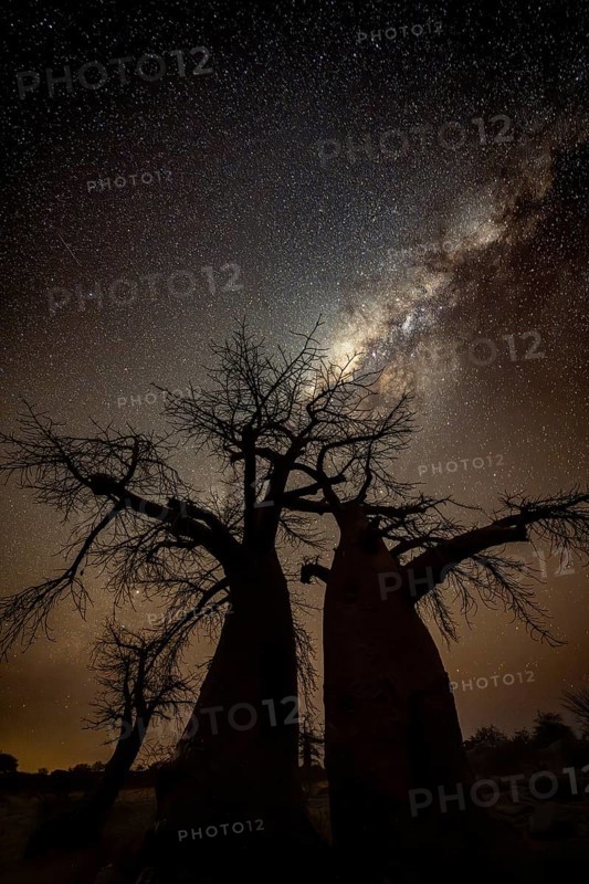 Silhouette of a baobab tree with starry sky and Milky Way, African baobab (Adansonia digitata), night shot, Kubu Island (Lekubu), Sowa Pan, Makgadikgadi Salt Pans, Botswana