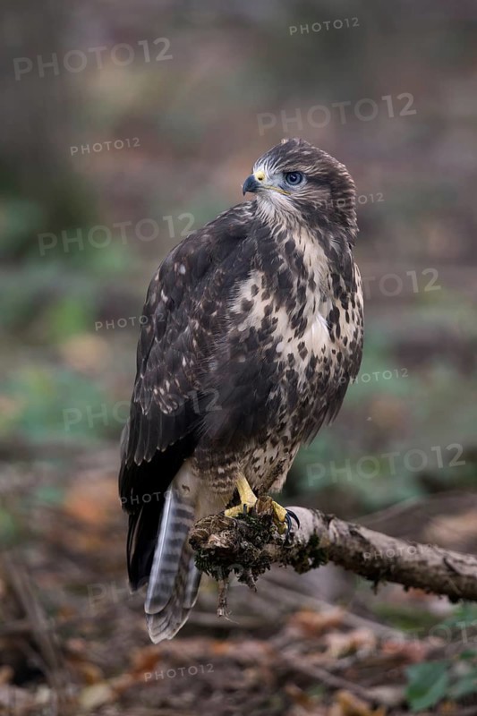 Fledged, but still uncertain... Buzzard (Buteo buteo), freshly fledged young bird with still blue eyes in the forest, local nature, Meerbusch, Lower Rhine, North Rhine-Westphalia, Germany, Western Europe