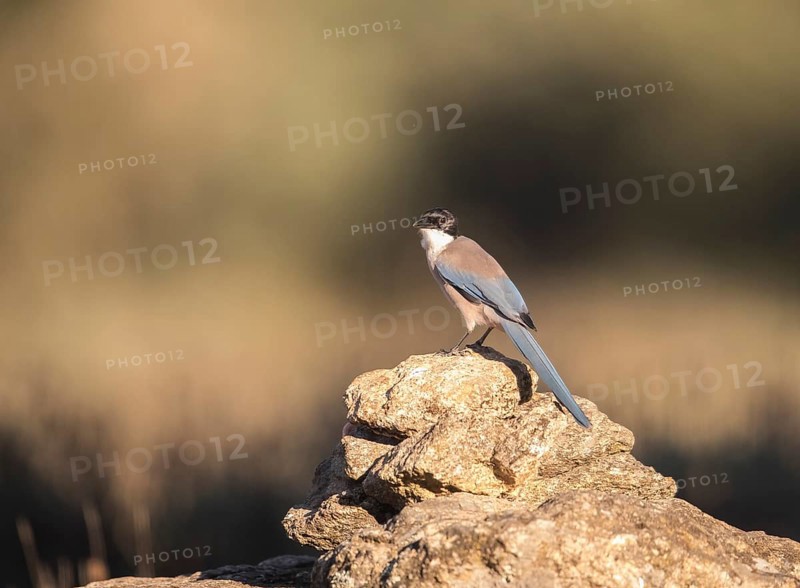 Blue magpie (Cyanopica cooki), Extremadura, Castilla La Mancha, Spain