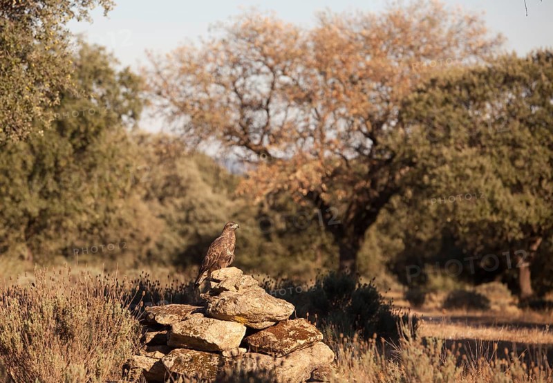 Common buzzard (Buteo buteo), Extremadura, Castilla La Mancha, Spain