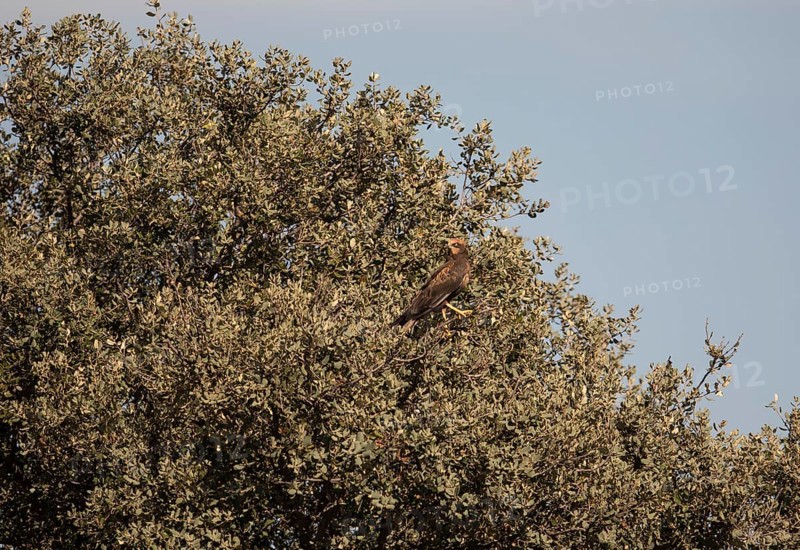 Marsh harrier (Circus aeruginosus), Extremadura, Castilla La Mancha, Spain