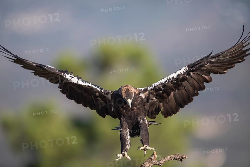 Iberian Eagle (Aquila adalberti), Spanish imperial eagle, Extremadura, Castilla La Mancha, Spain
