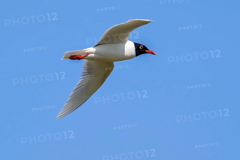 Mediterranean gull (Ichthyaetus melanocephalus, Larus melanocephalus) in breeding plumage flying against blue sky in spring