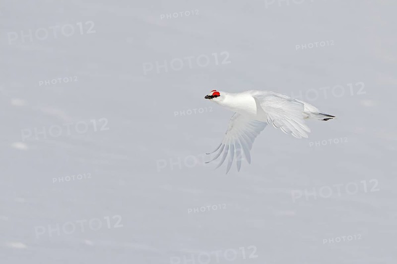 Rock ptarmigan (Lagopus muta, Tetrao mutus) male in white winter plumage with red eyebrows flying over snow covered tundra in spring on Svalbard
