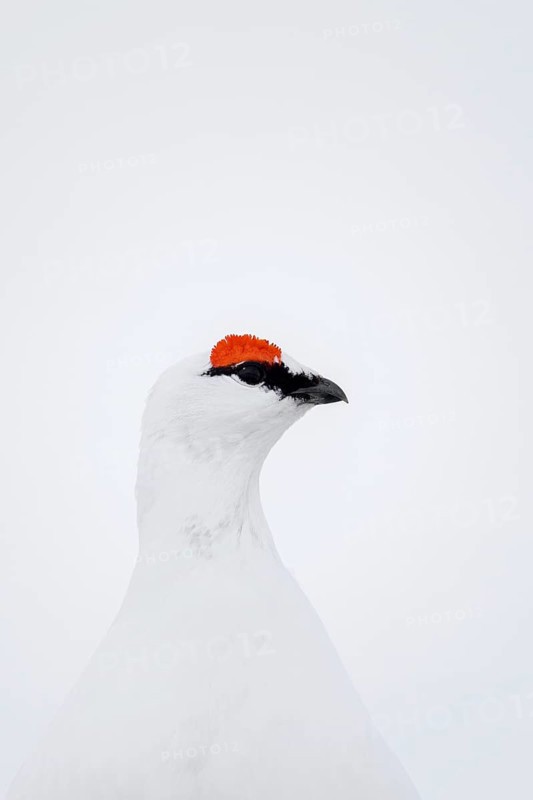 Rock ptarmigan (Lagopus muta hyperborea) male with red eyebrows showing white winter camouflage colour on snow covered tundra in spring on Svalbard