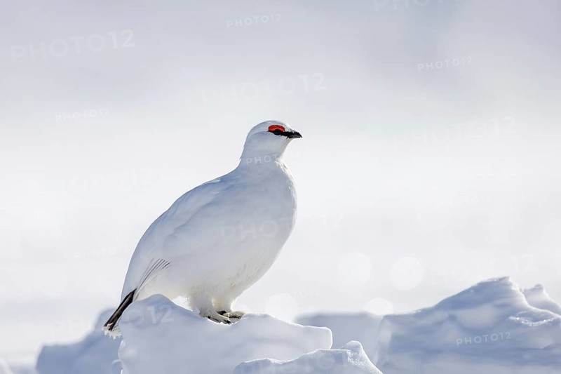 Rock ptarmigan (Lagopus muta hyperborea) male in white winter plumage with red eyebrows on snow covered tundra in spring on Svalbard, Spitsbergen