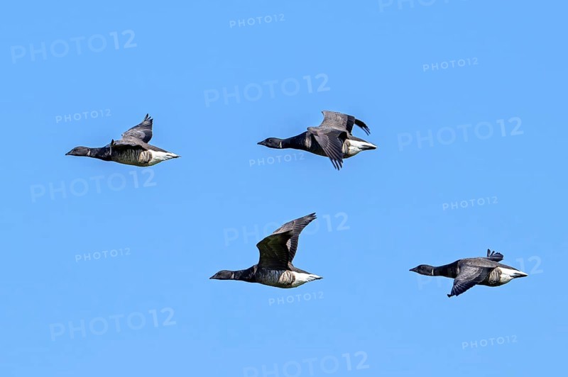 Flock of migrating brant geese, brent goose group (Branta bernicla) flying against blue sky during migration in spring