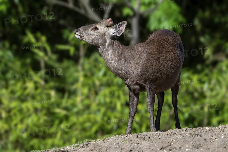 Reeves's muntjac, Chinese muntjac (Muntiacus reevesi) native to south-eastern China and introduced in UK, Ireland, Netherlands, Belgium, and Japan
