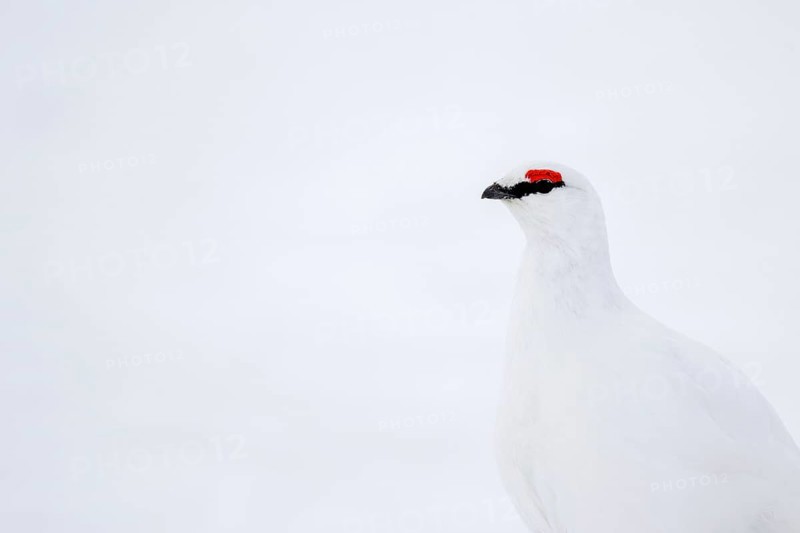 Rock ptarmigan (Lagopus muta hyperborea) male with red eyebrows showing white winter camouflage colour on snow covered tundra in spring on Svalbard
