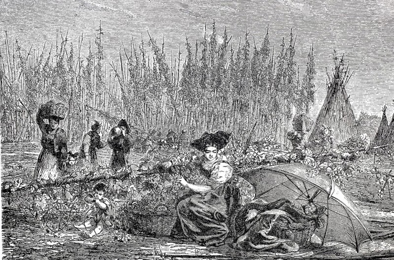 Women harvesting hops, c. 1840, Alsace, France, digitally enhanced reproduction of a 19th century model, historical, exact date unknown