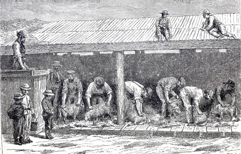 Agriculture, sheep shearing, shearing the wool of the sheep, around 1880, Australia, digitally enhanced reproduction of a 19th century model, historical, exact date unknown