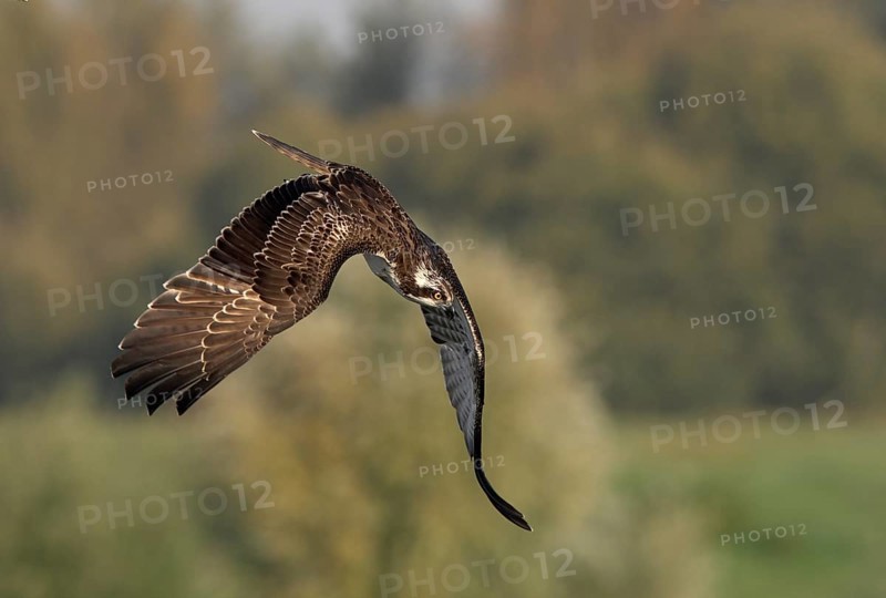 Osprey (Pandion haliaetus) in a dive, Lower Rhine, North Rhine-Westphalia, Germany