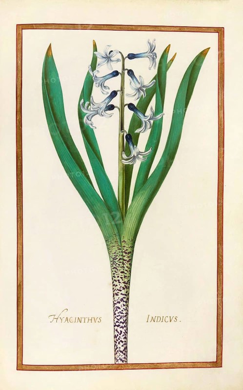 Hyacinthus indicus, Hyacinthus orientalis, garden hyacinth, historical, digitally enhanced reproduction from Theatrum florae (1624) by Daniel Rabel (1578 - 1637)