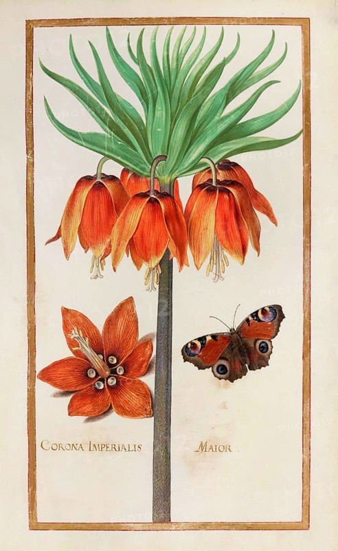 Imperial crown, Corona imperialis, historical, digitally enhanced reproduction from Theatrum florae (1624) by Daniel Rabel (1578 - 1637)