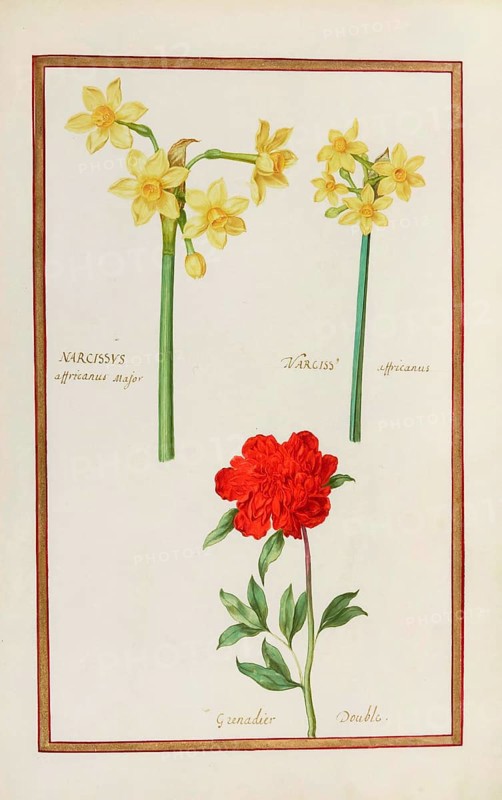 Narcissus, Narcissus and Grenadier double, Historical, digitally enhanced reproduction from Theatrum florae (1624) by Daniel Rabel (1578 - 1637)