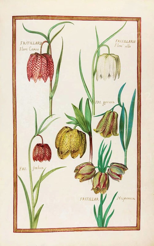 Fritillaria hispanna, checkerboard flower, historical, digitally enhanced reproduction from Theatrum florae (1624) by Daniel Rabel (1578 - 1637)